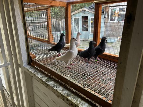 Image 2 of White racing pigeons and black racing pigeons