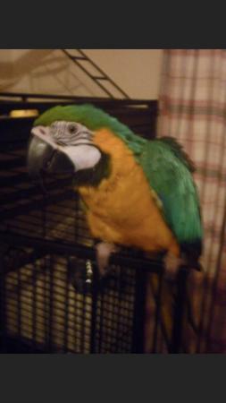 Image 2 of Wanted parrots parrakeet any type