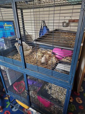 Image 1 of 2 x female rats plus cage.