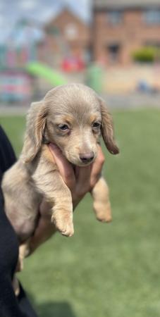 Image 13 of Female Isabella Long haired miniature dachshunds