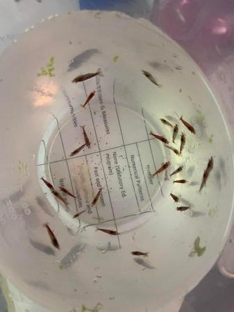 Image 2 of 20 x Mixture of Baby Hybrid Endlers/Guppies Fish