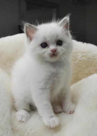 Image 19 of Ragdoll Kittens (GCCF REGISTERED AND FULLY HEALTH TESTED)