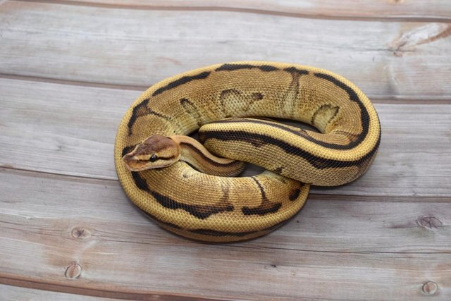 Preview of the first image of Adult Royal Pythons - For Sale.