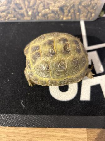 Image 2 of Horsefield tortoise about 2 year old 3 of them £100  all
