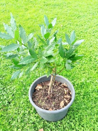 Image 1 of Bay tree in 10 ltr tub doing well
