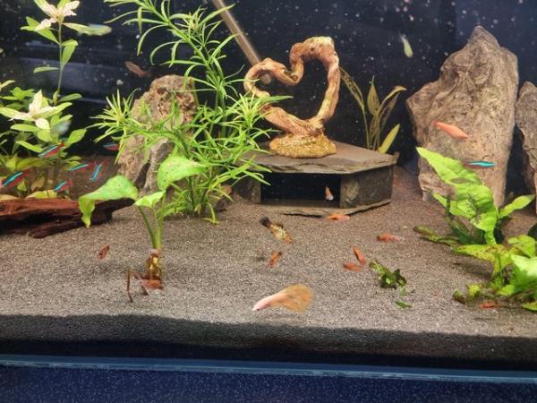 Image 5 of Platies and Guppies fish adults and fry