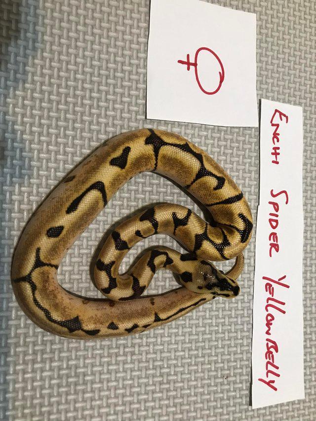 Preview of the first image of Cb 21 royal pythons various morphs available.