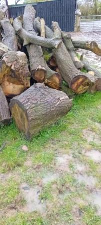 Image 2 of Logs from a felled Oak Tree Aug 2023