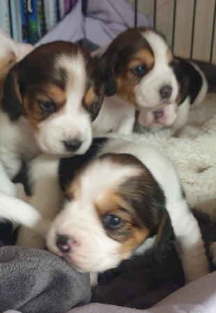 Image 2 of Astonishing Beagle puppies
