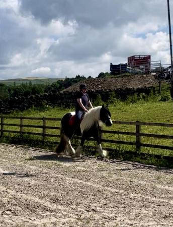 Image 1 of Lovely 14hh 5yo cob mare