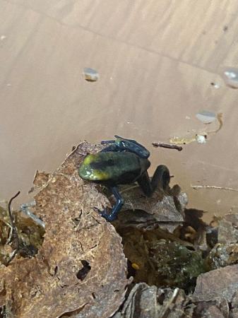 Image 5 of Dendrobates tinctorius “Tumucamaque” froglets