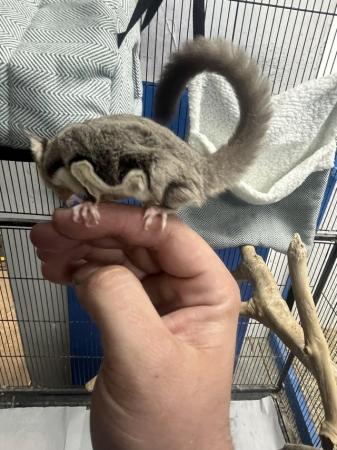 Image 3 of Various sugar gliders for sale all females