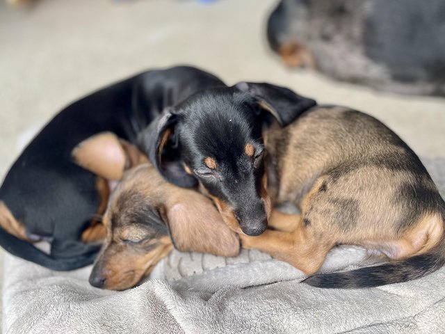 Ready Now! 2 girls left! Smooth Hair Miniature Dachshund 