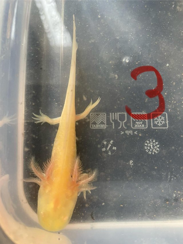 Preview of the first image of Axolotl Babies now ready.