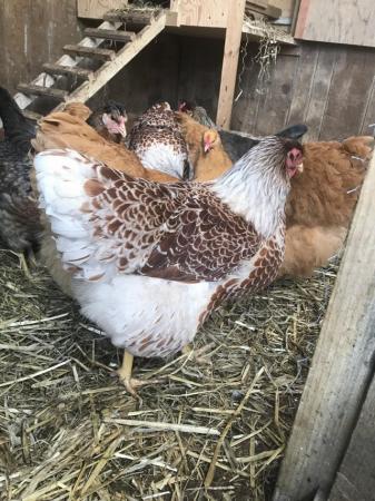 Image 7 of Gold Laced, Silver Laced & Buff Laced Wyandotte Hatching egg