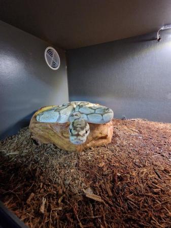 Image 3 of Reptile rehousing 15 years experience