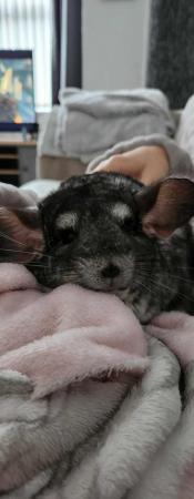 Image 1 of 15 month old chinchilla