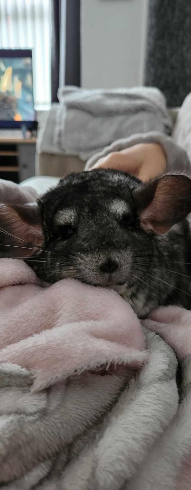 Preview of the first image of 15 month old chinchilla.