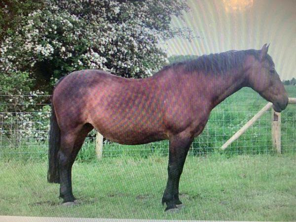 Image 1 of Wanted: Purebred Cleveland Bay Mare