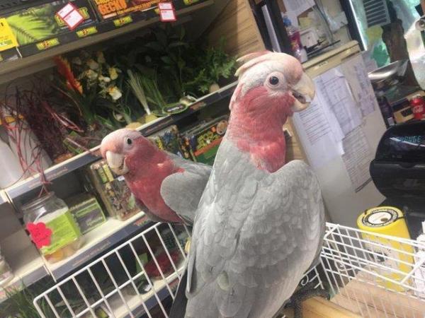 Image 4 of Pet Birds for sale parrots to finches