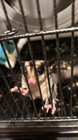 Image 2 of Two sugar gliders plus full set up