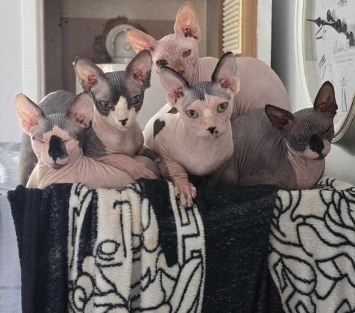 Image 9 of Canadian Sphynx For Sale