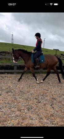 Image 2 of Ex racehorse French bred