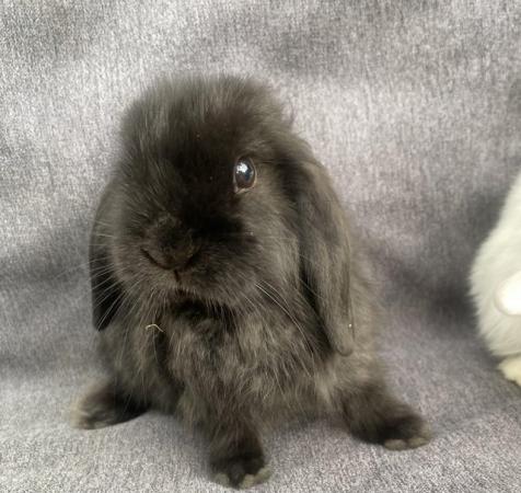 Image 5 of 9 week old mini lop rabbits for sale