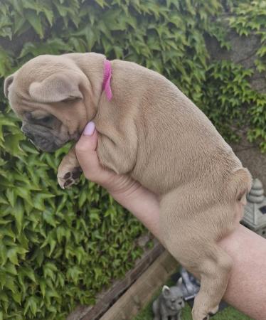 Image 19 of KC Registered French Bulldog Puppies 2 left