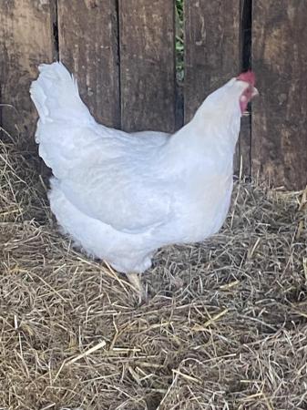 Image 1 of 3 Hubbard meat chicken point of lay pullets