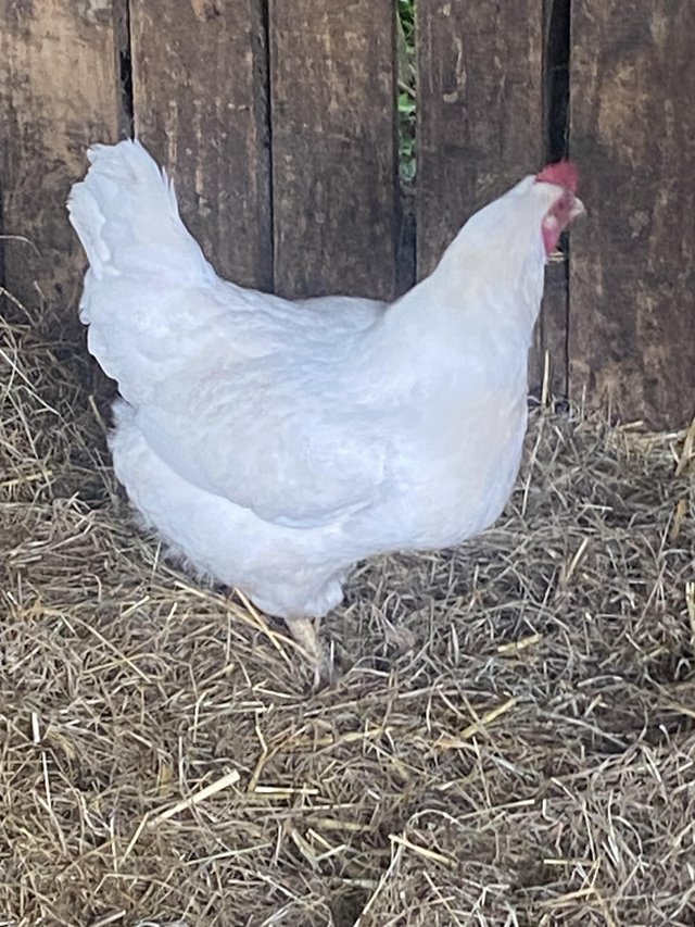 Preview of the first image of 3 Hubbard meat chicken point of lay pullets.