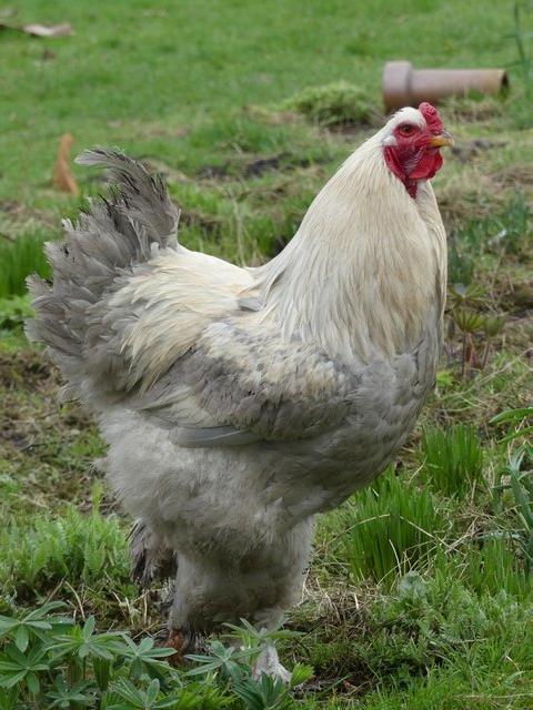 Lovely Young Isabella Brahma Cockerel For Sale in Huddersfield, West  Yorkshire