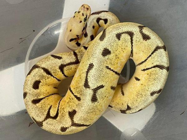 Image 4 of Female royal pythons, reduced prices