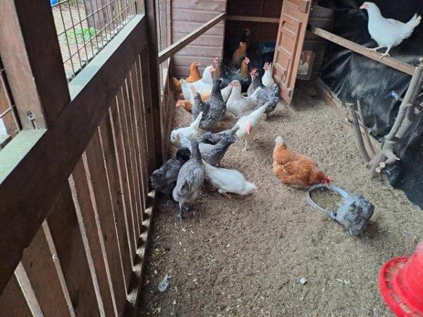 Image 1 of POL......Chickens for sale...available now..Vaccinated.....