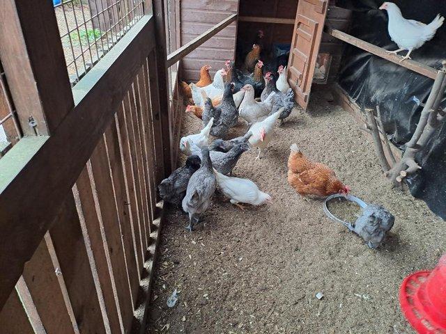 Preview of the first image of POL......Chickens for sale...available now..Vaccinated......