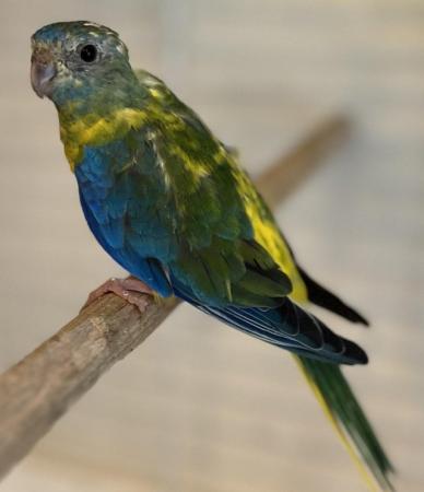 Image 5 of Grass parakeets - Mutation Bourkes and Turks