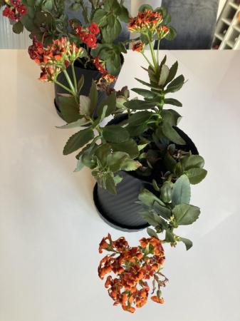 Image 3 of Red and orange flowered plant