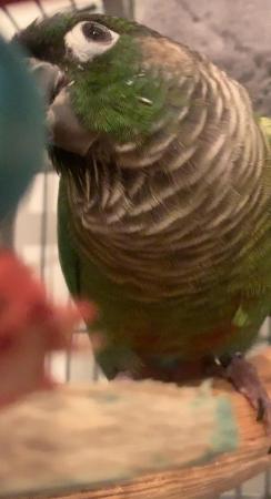 Image 2 of Reluctant sale of Green Cheek Conure