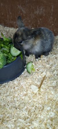 Image 3 of Baby rabbits for sale... Mini lop & Netherland dwarf ready n