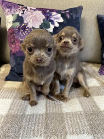 Image 1 of KC Reg, Chihuahua Lilac and Tan pups, boy and girl