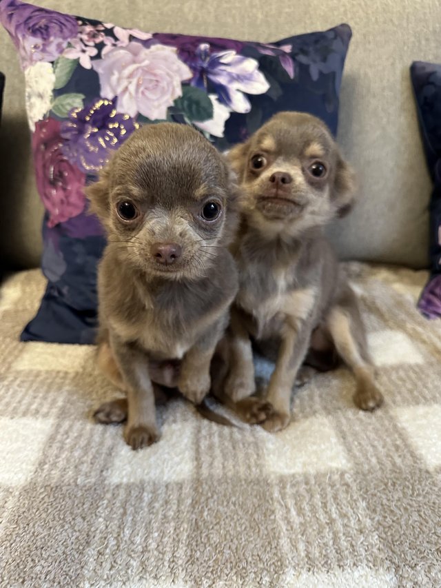 Preview of the first image of KC Reg, Chihuahua Lilac and Tan pups, boy and girl.