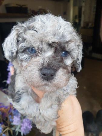 Image 13 of MERLE BLACK & SILVER TOY POODLE FOR STUD ONLY!DNA HEALTH