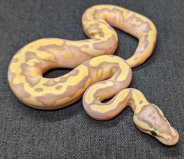 Preview of the first image of Banana Enchi Pastel Pied 50% Het clown CB23.