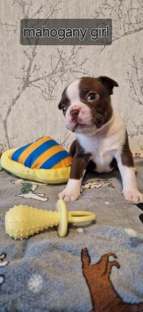 Image 15 of Kc registrated Boston terrier puppies
