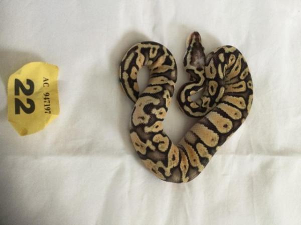 Image 6 of Female super pastel baby royal python