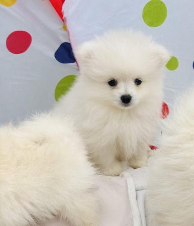 Image 9 of Pomeranian puppies for sale