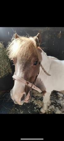 Image 2 of WANTED,young mini horse companion, mini shetland, falabella