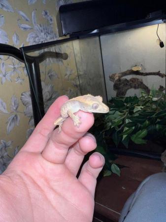 Image 7 of 4x baby HarleyQuinn crested geckos that need new homes
