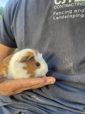 Image 1 of Male guinea pig for sale