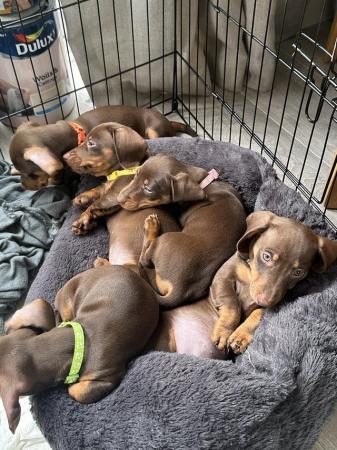 Image 5 of **READY TO LEAVE** miniature dachshund puppies for sale